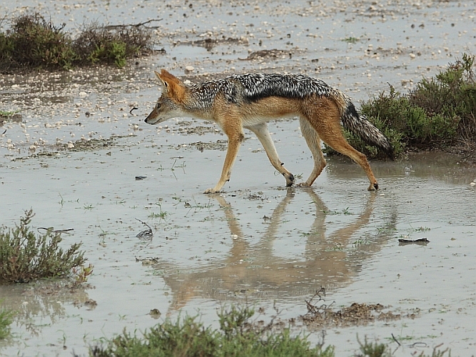 _17C1888 Blackbacked Jackal.jpg